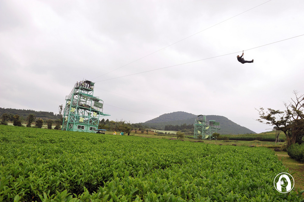 濟州島旅行-行程懶人包--茶喜然綠茶園-다희연