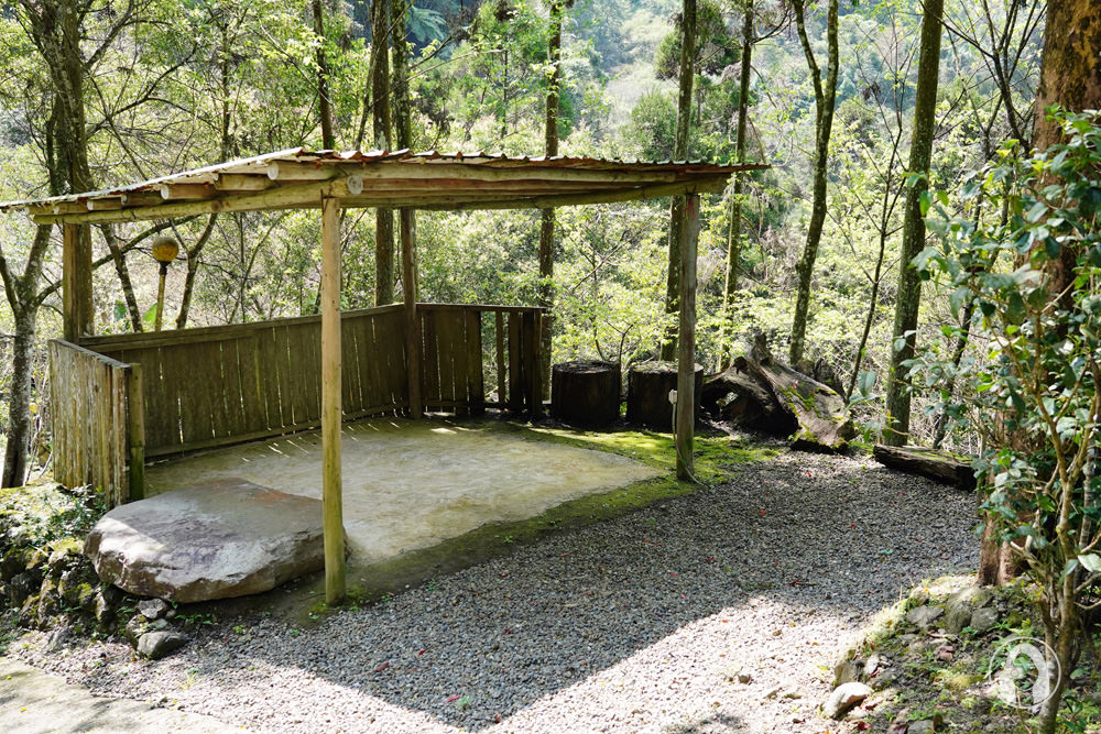 露營‧新竹五峰 | 谷燕養鱒場 櫻花樹下露營地，山林與溪谷相伴，活鱒料理鮮活美味