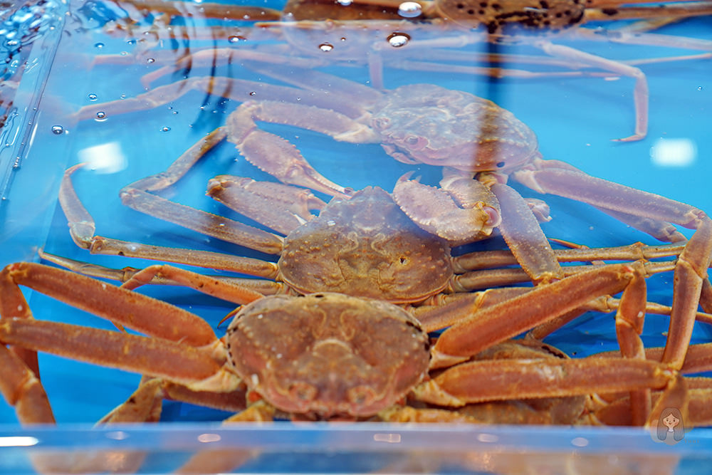 釜山機張雪蟹滿餐대게만찬-雪蟹、松葉蟹套餐