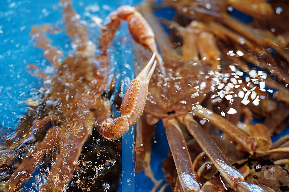 釜山機張雪蟹滿餐대게만찬-雪蟹、松葉蟹套餐