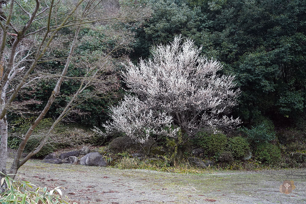 廣島福山市神勝寺禪與庭的美術館 神勝寺禅と庭のミュージアム