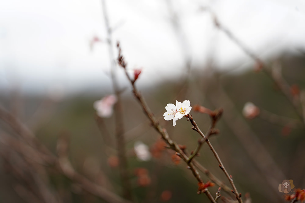 廣島福山市神勝寺禪與庭的美術館 神勝寺禅と庭のミュージアム