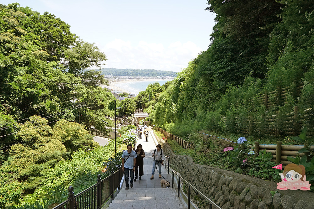 日本鎌倉成就院，繡球花階梯遠望湘南海岸，極樂寺站步行約 3 分鐘