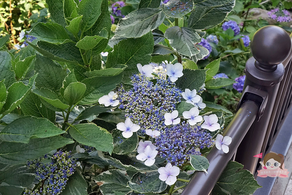 日本鎌倉成就院，繡球花階梯遠望湘南海岸，極樂寺站步行約 3 分鐘