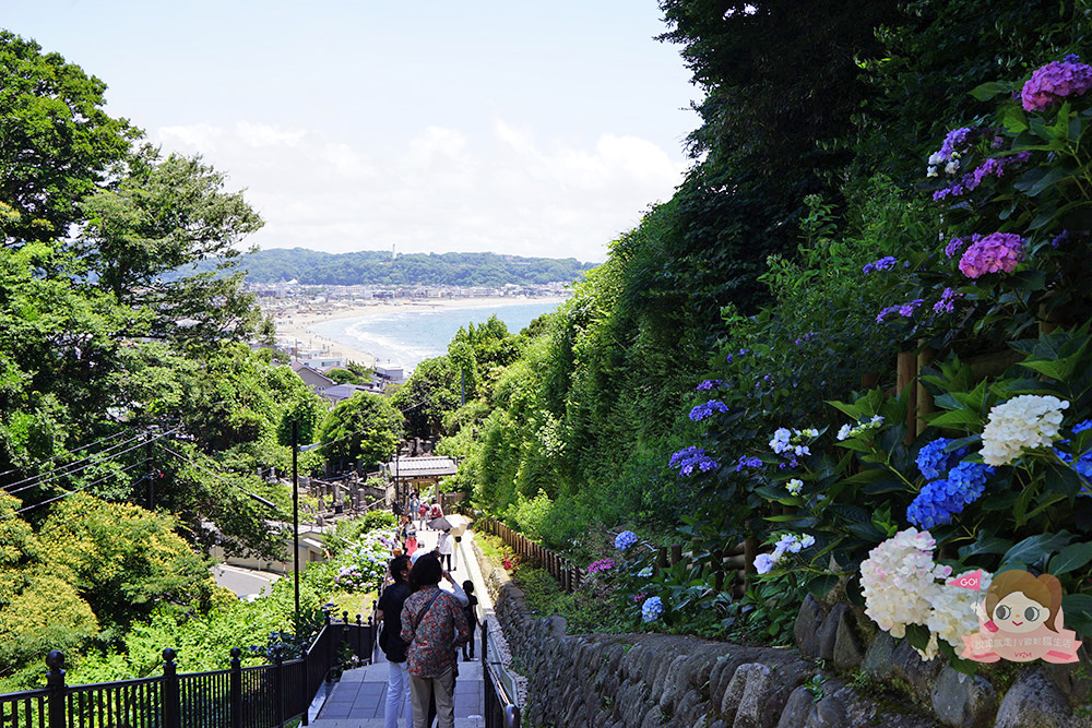日本鎌倉成就院，繡球花階梯遠望湘南海岸，極樂寺站步行約 3 分鐘