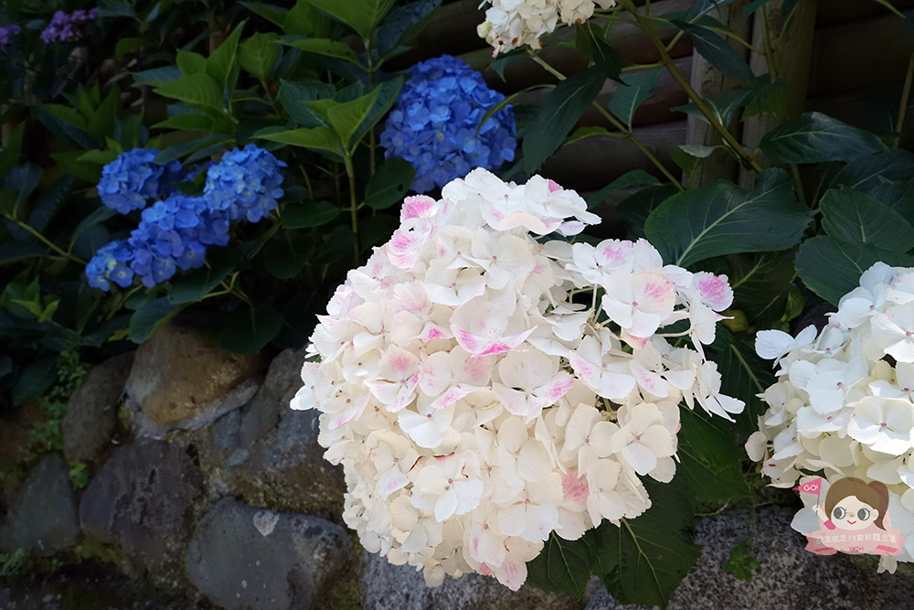 日本鎌倉成就院，繡球花階梯遠望湘南海岸，極樂寺站步行約 3 分鐘