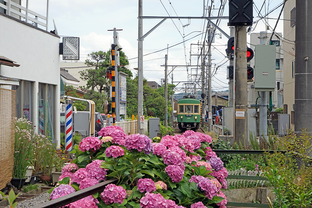 鎌倉御靈神社繡球花