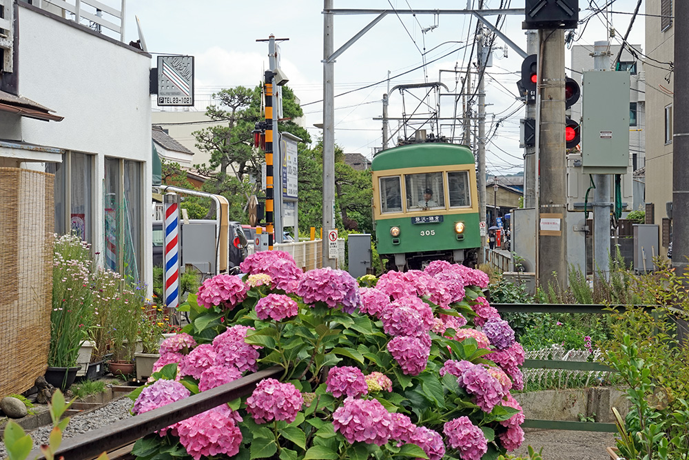 鎌倉御靈神社繡球花