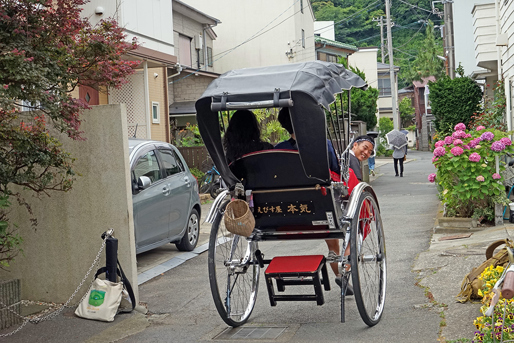 鎌倉御靈神社繡球花