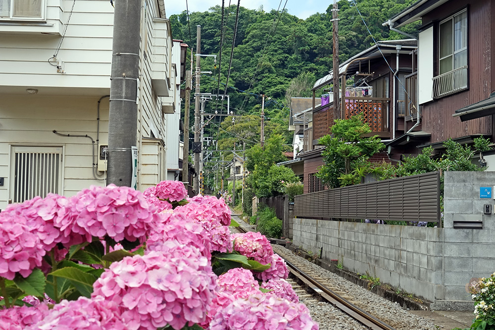 鎌倉御靈神社繡球花
