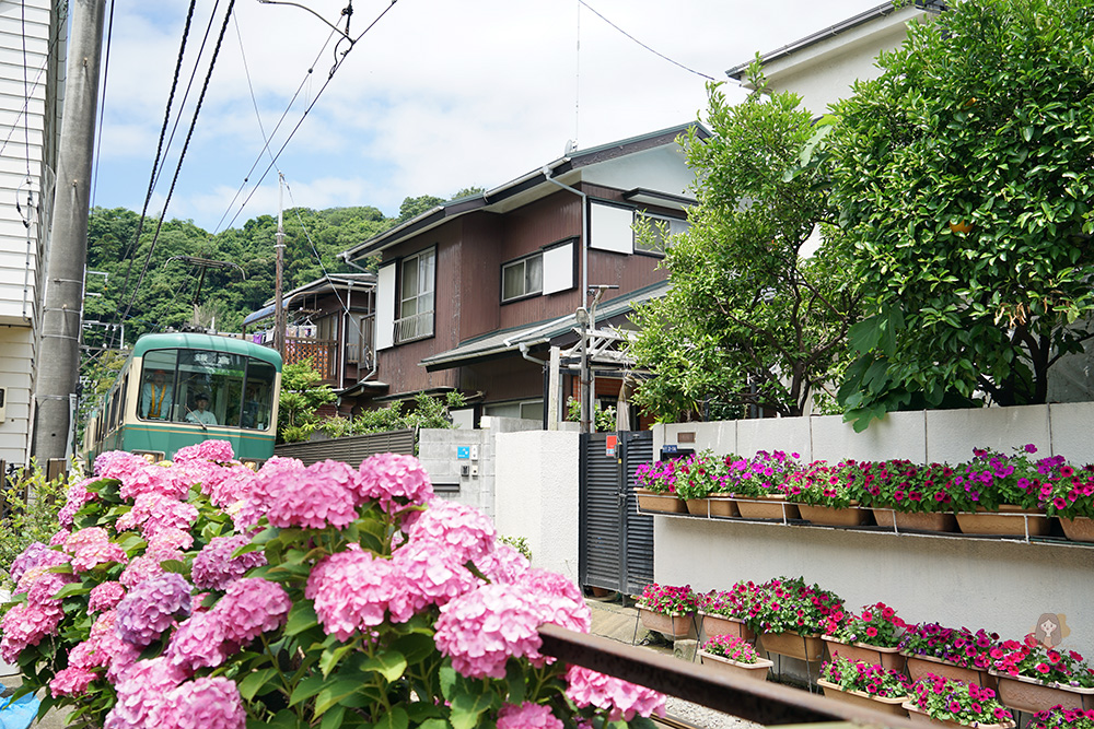 鎌倉御靈神社繡球花