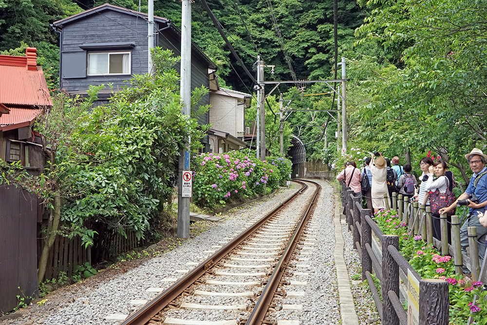 鎌倉御靈神社繡球花