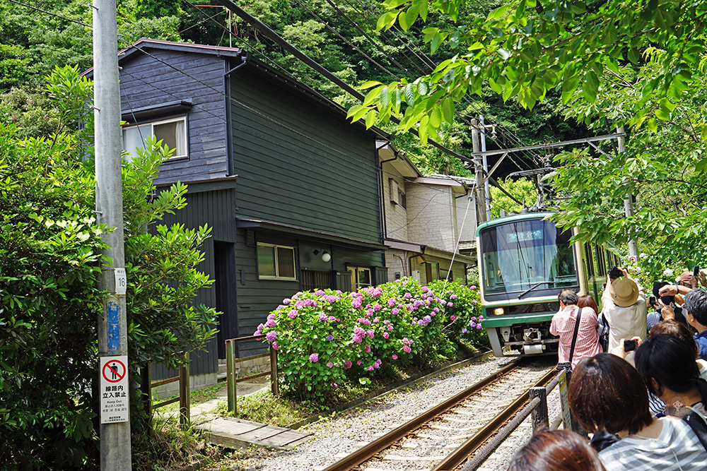 鎌倉御靈神社繡球花