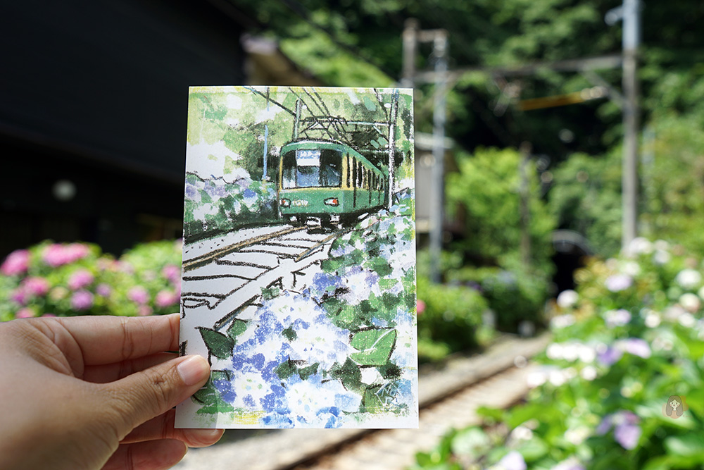 鎌倉御靈神社繡球花