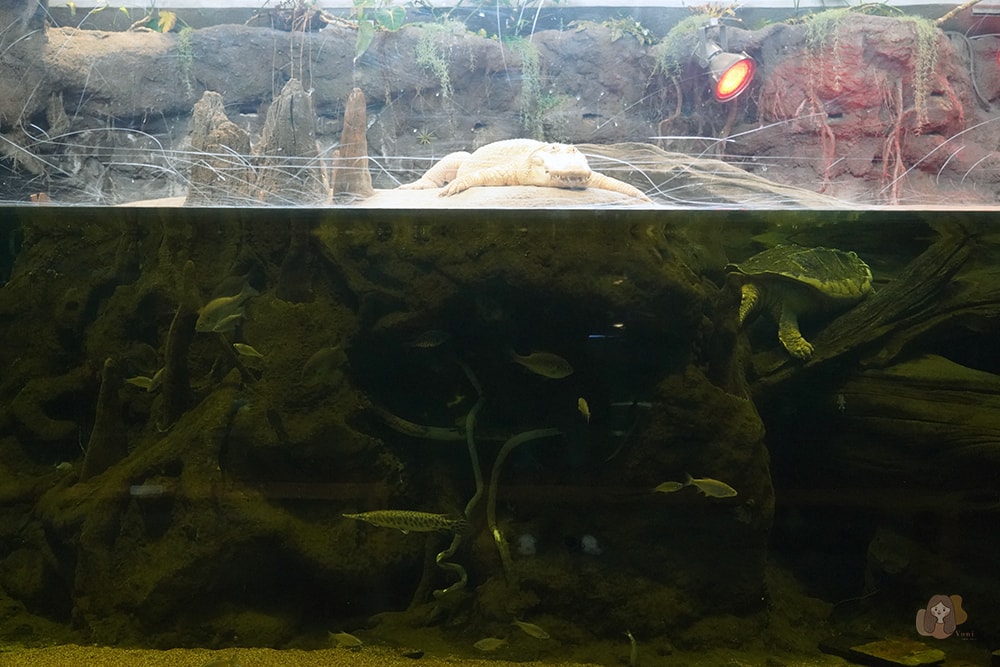 美國加州科學院-California-Academy-of-Sciences