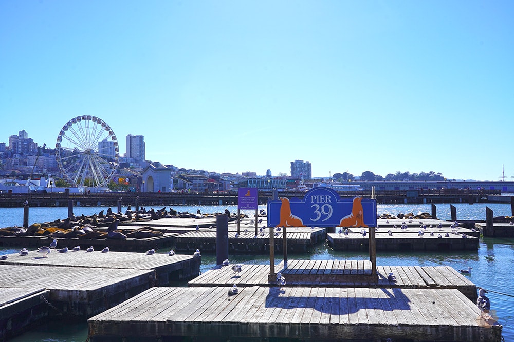 San Francisco Fishermans' Whare Pier 39 舊金山漁人碼頭 39 號碼頭