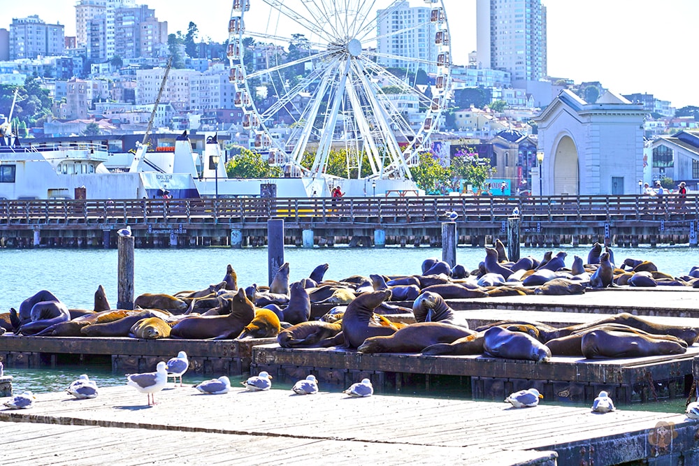 San Francisco Fishermans' Whare Pier 39 舊金山漁人碼頭 39 號碼頭