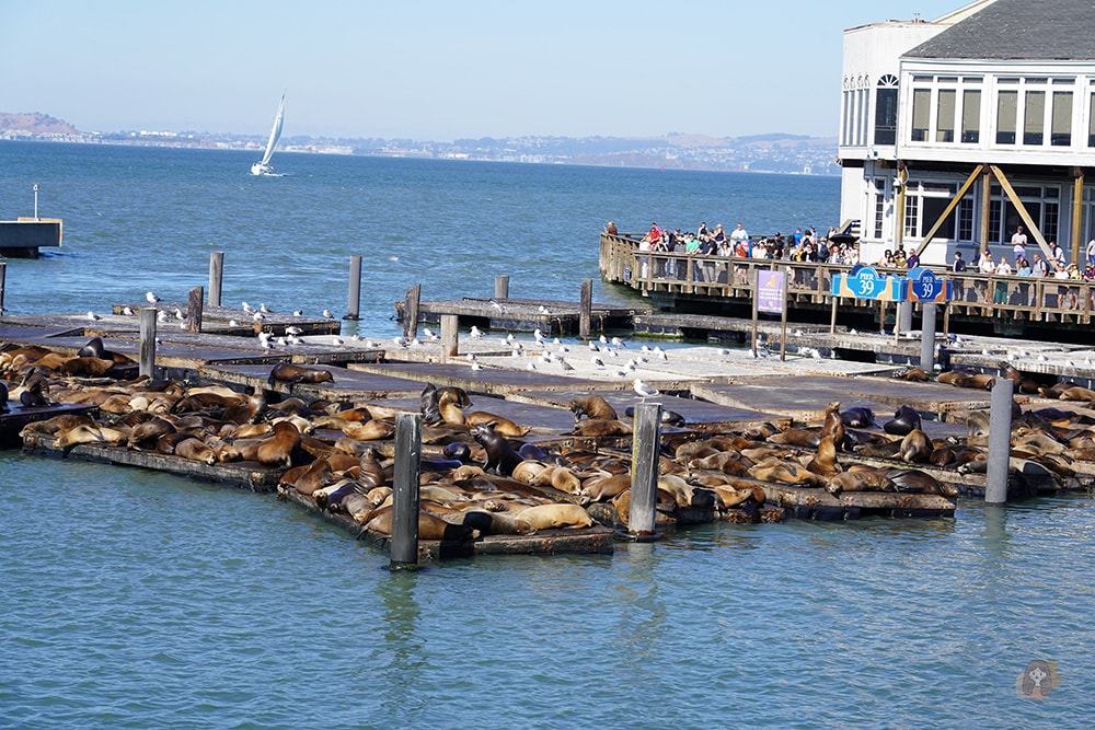 San Francisco Fishermans' Whare Pier 39 舊金山漁人碼頭 39 號碼頭