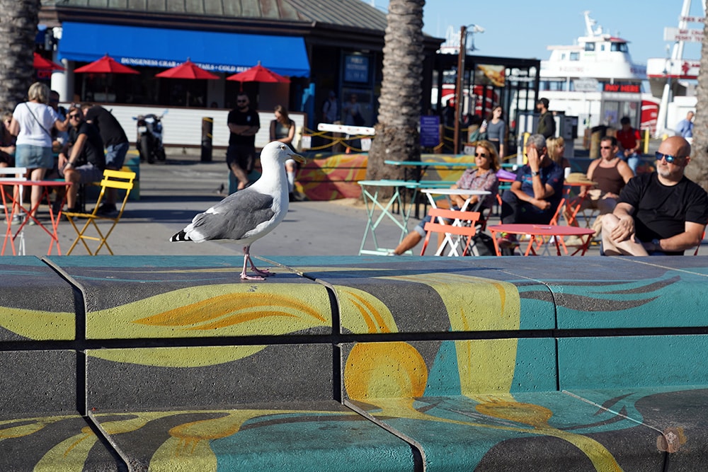 San Francisco Fishermans' Whare Pier 39 舊金山漁人碼頭 39 號碼頭