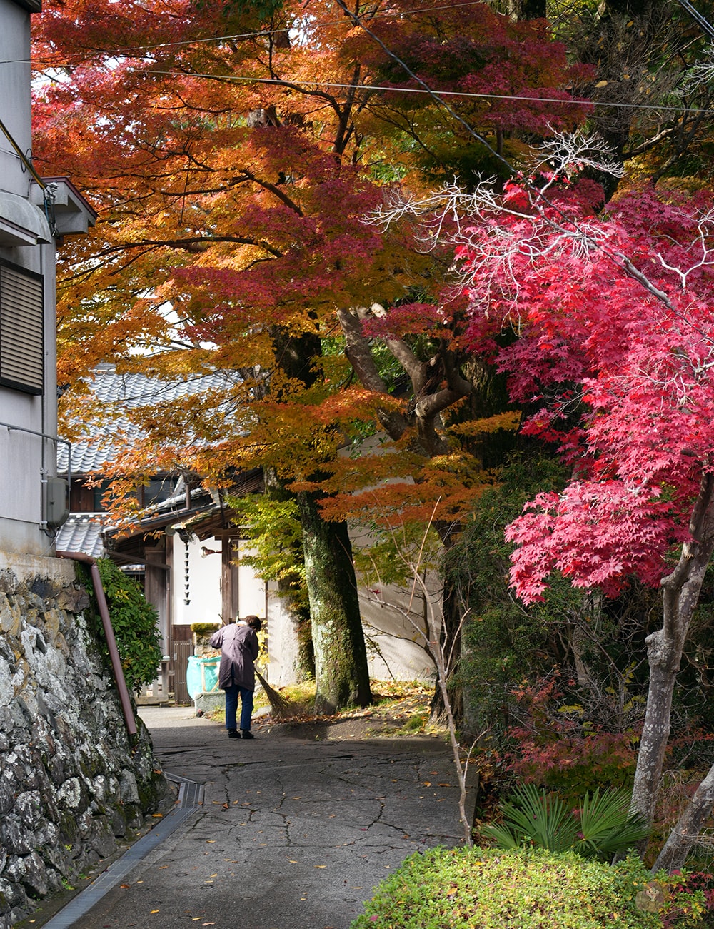吉野山秋日賞楓