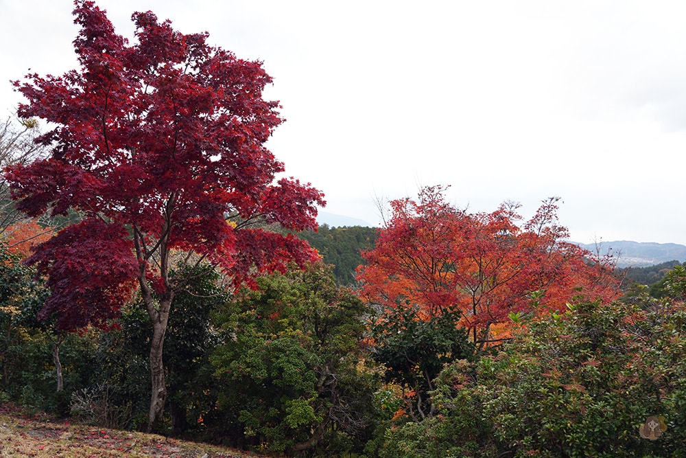 吉野山竹林院群芳園