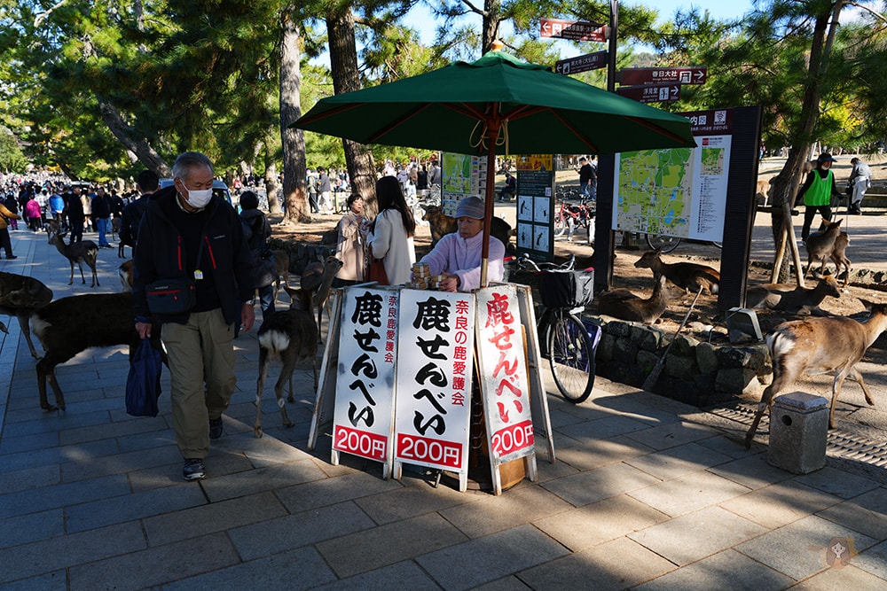 奈良市內一日遊輕旅行,慢旅奈良公園,走訪東大寺、浮見堂、依水園、中川政七 - 第14張圖 奈良公園-東大寺-奈良大佛