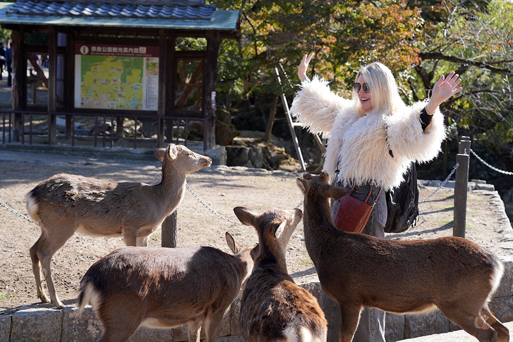 奈良市內一日遊輕旅行,慢旅奈良公園,走訪東大寺、浮見堂、依水園、中川政七 - 第17張圖 奈良公園-東大寺-奈良大佛
