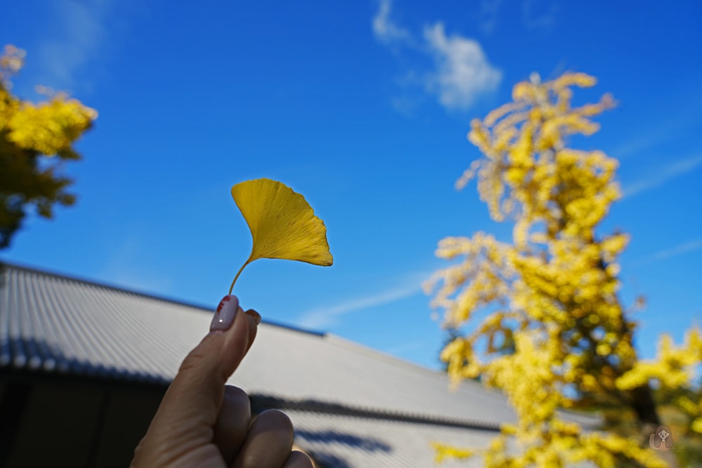 奈良公園-東大寺-奈良大佛