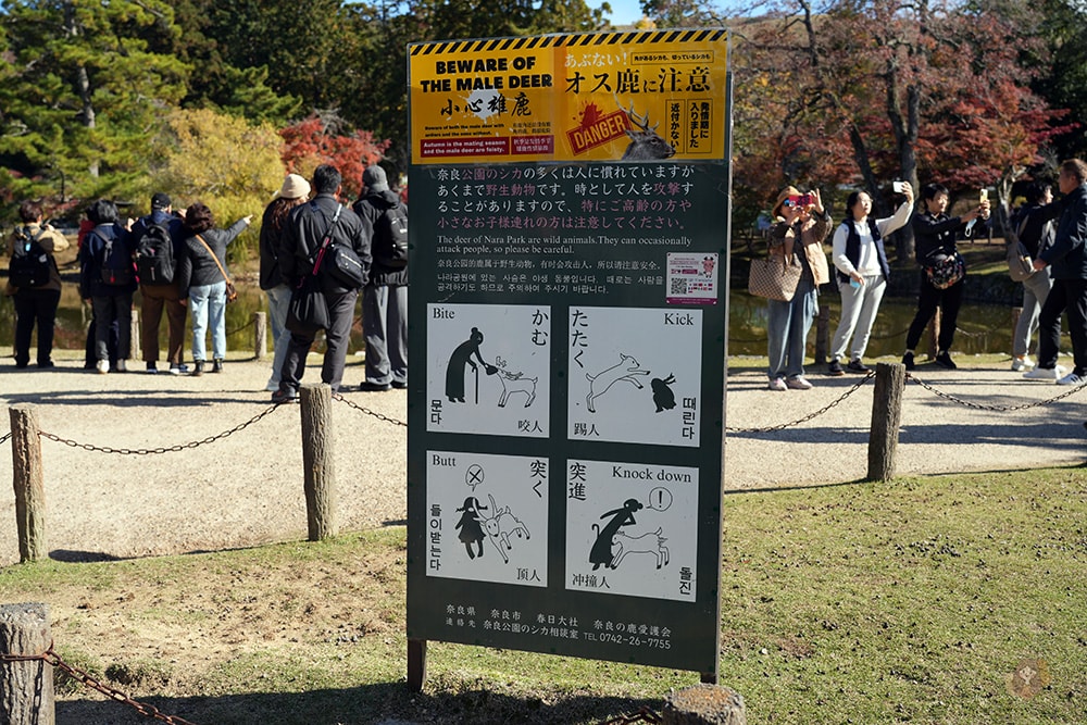 奈良公園-東大寺-奈良大佛