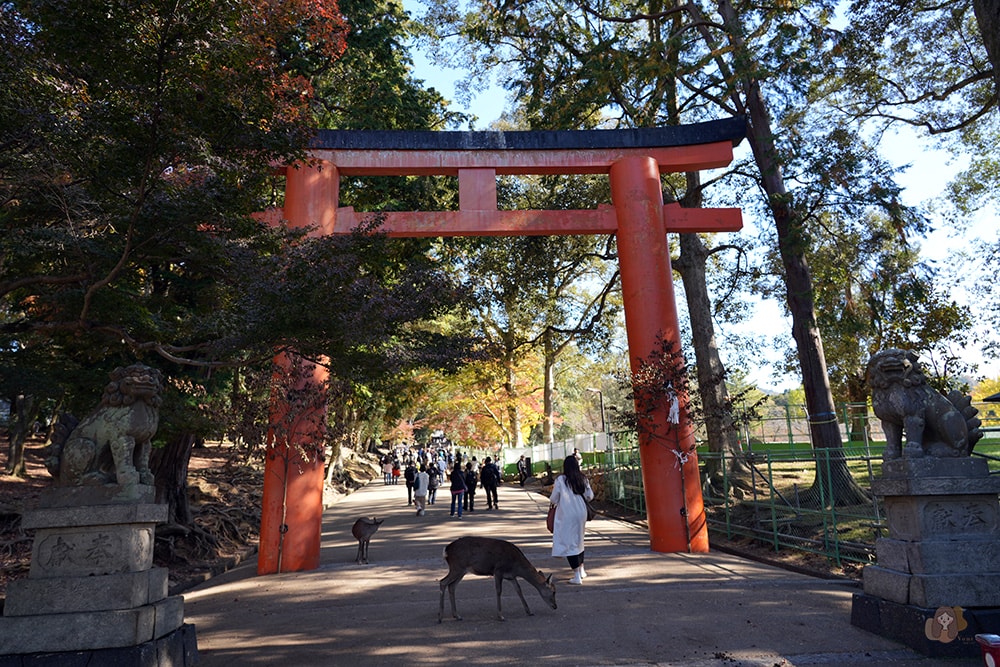 奈良公園-東大寺-奈良大佛