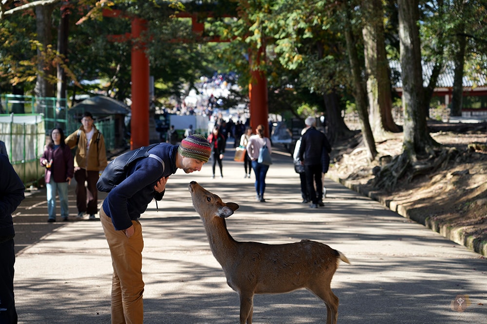 奈良公園-東大寺-奈良大佛
