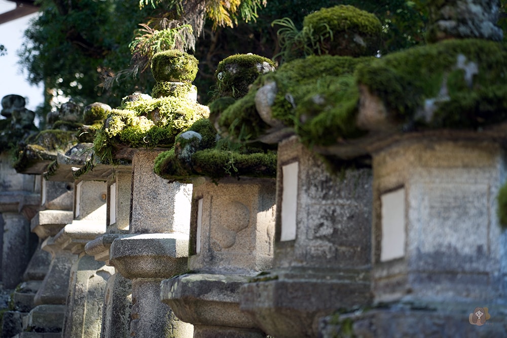 奈良公園-東大寺-奈良大佛
