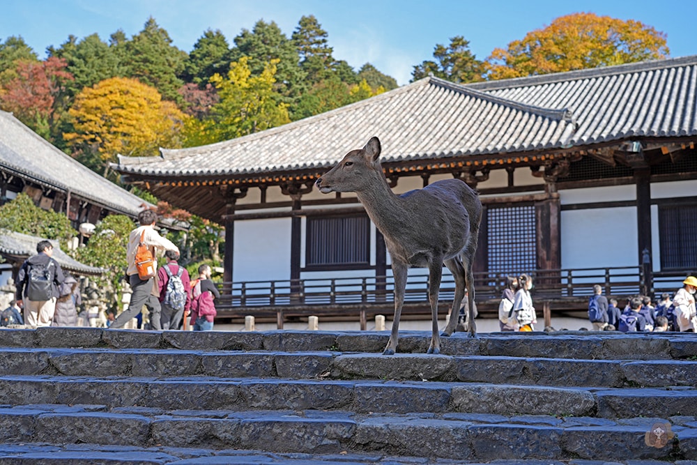 奈良公園-東大寺-奈良大佛