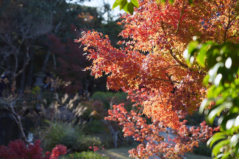 奈良市內一日遊輕旅行,慢旅奈良公園,走訪東大寺、浮見堂、依水園、中川政七 - 第42張圖 奈良公園-東大寺-浮見堂-依水堂