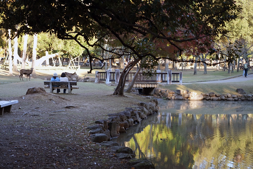 奈良市內一日遊輕旅行,慢旅奈良公園,走訪東大寺、浮見堂、依水園、中川政七 - 第51張圖 奈良公園-東大寺-浮見堂-依水堂