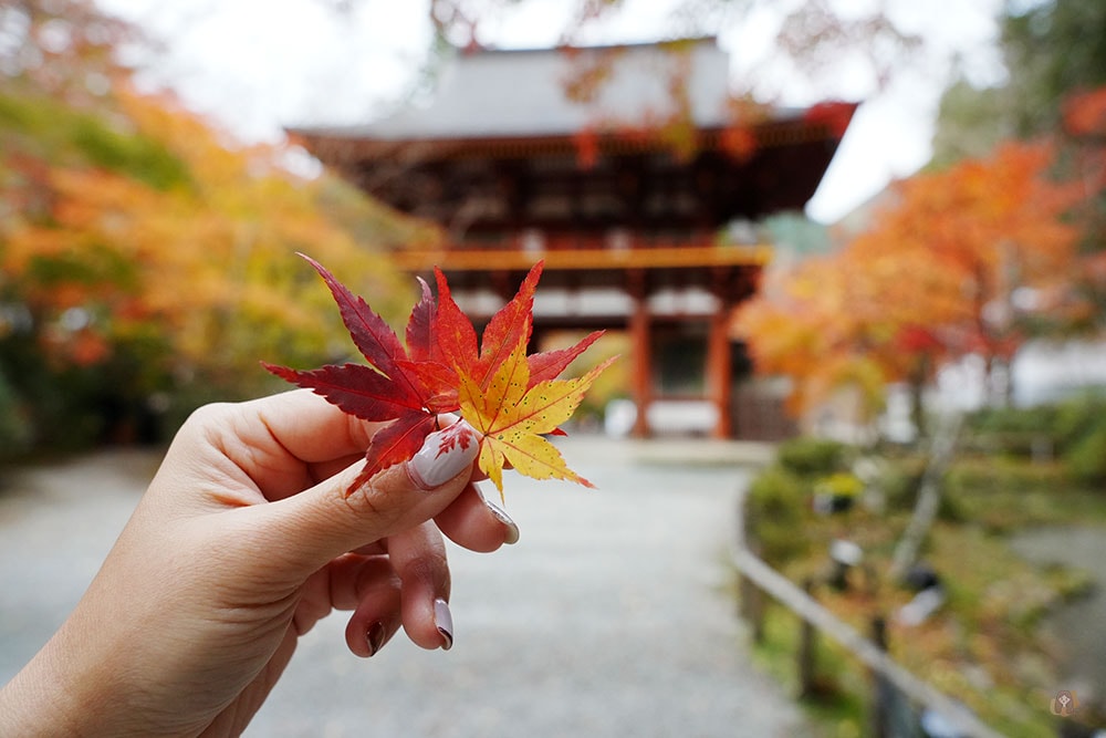 女人高野室生寺秋楓絕美景點,探訪藏身山林的國寶文物,浪漫奈良大和古寺巡禮 - 第29張圖 奈良 女人高野 室生寺