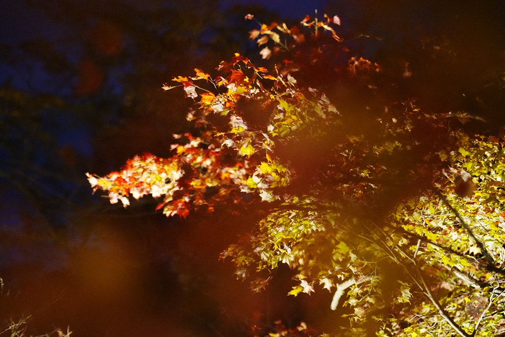 談山神社期間限定紅葉點燈,世界唯一木造十三重塔,境內藏有求好緣戀愛神社 - 第27張圖 奈良談山神社