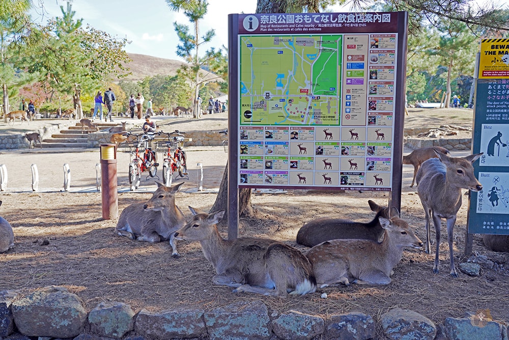 奈良公園-東大寺-浮見堂-依水堂