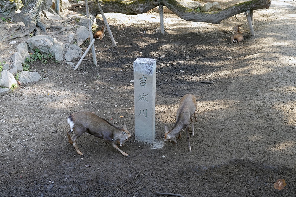 奈良公園-東大寺-浮見堂-依水堂