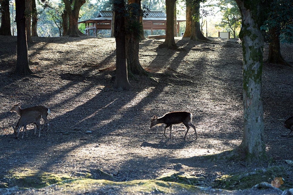 奈良公園-東大寺-浮見堂-依水堂