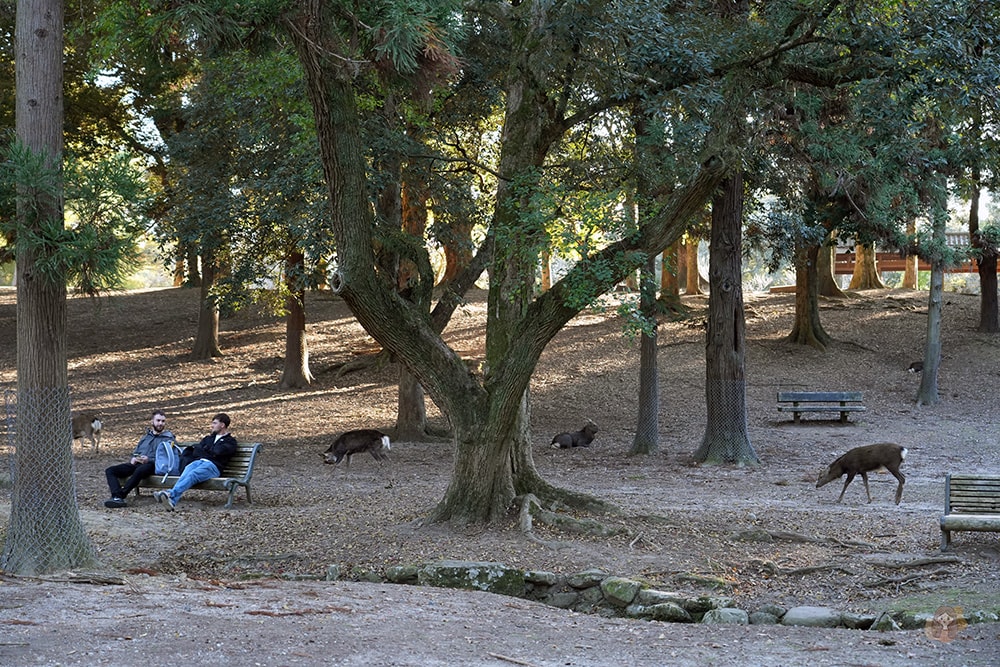 奈良公園-東大寺-浮見堂-依水堂