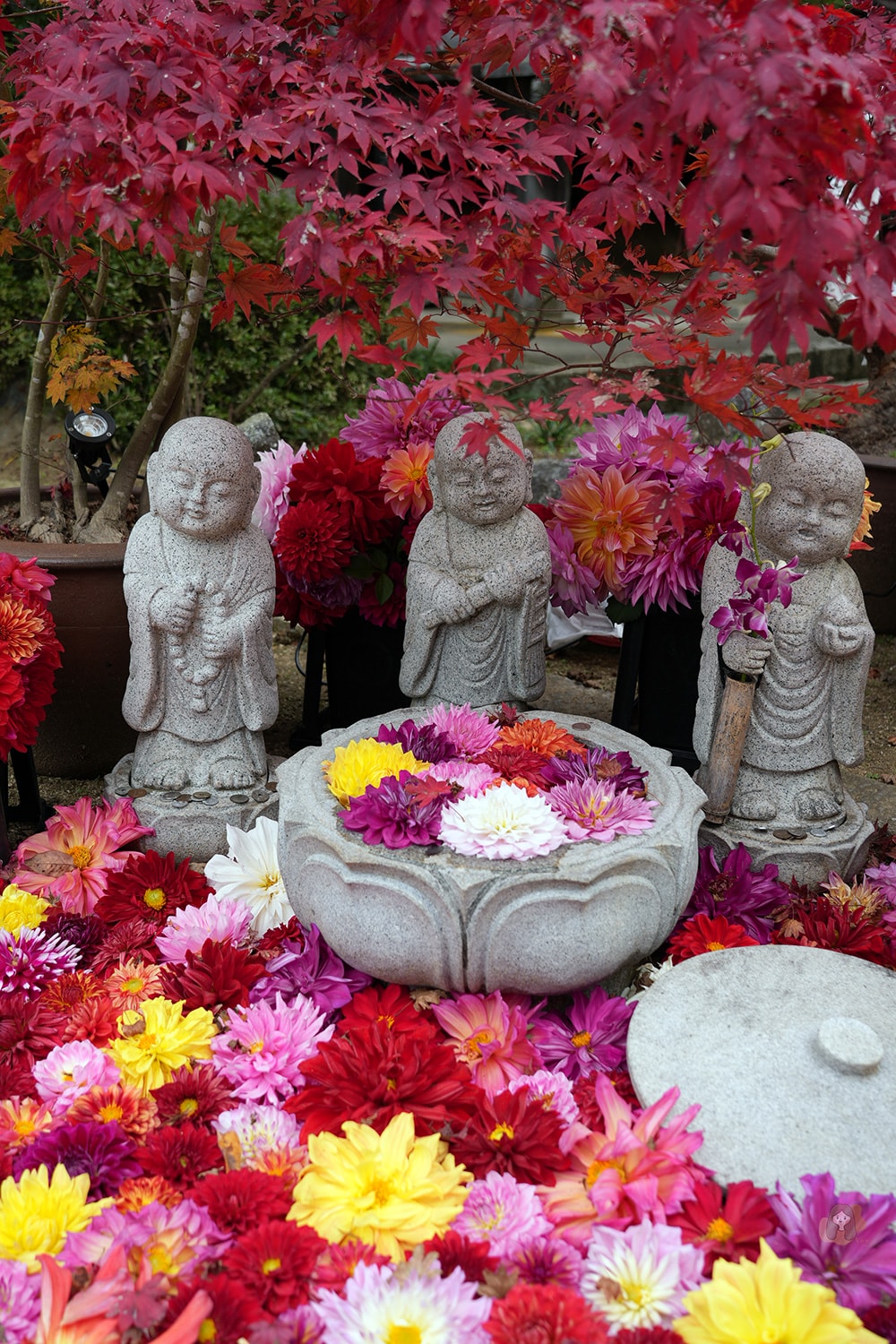 奈良縣飛鳥明日香村岡寺