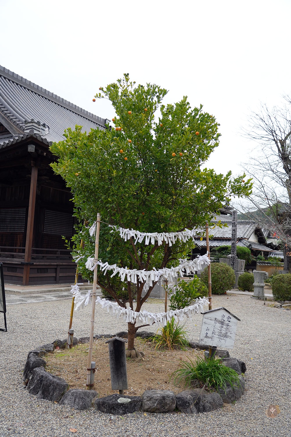 奈良縣飛鳥明日香村橘寺