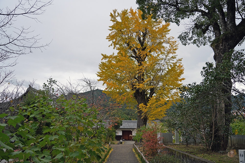 奈良縣飛鳥明日香村橘寺