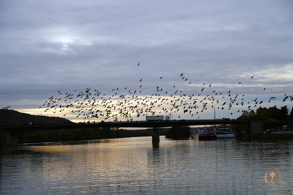 歐洲河輪 塞納河